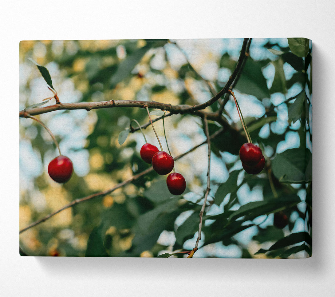  A Canvas Print of Red Cherries Hanging High Canvas Art