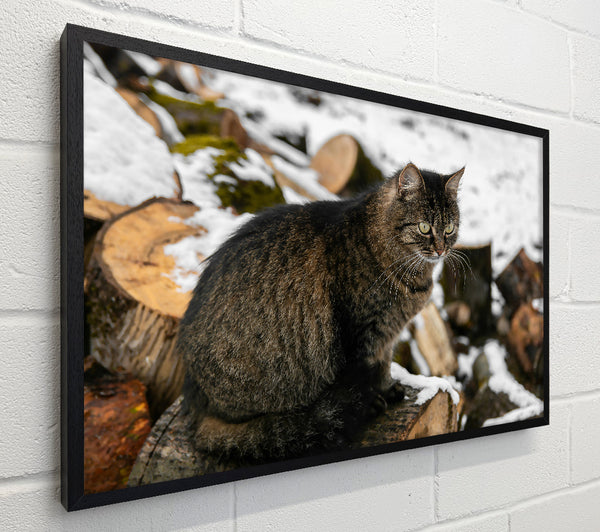 Grey Cat On Logs
