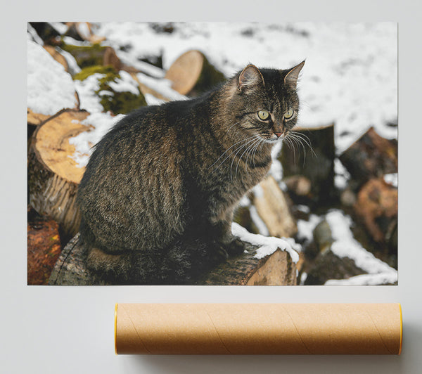 Grey Cat On Logs Poster