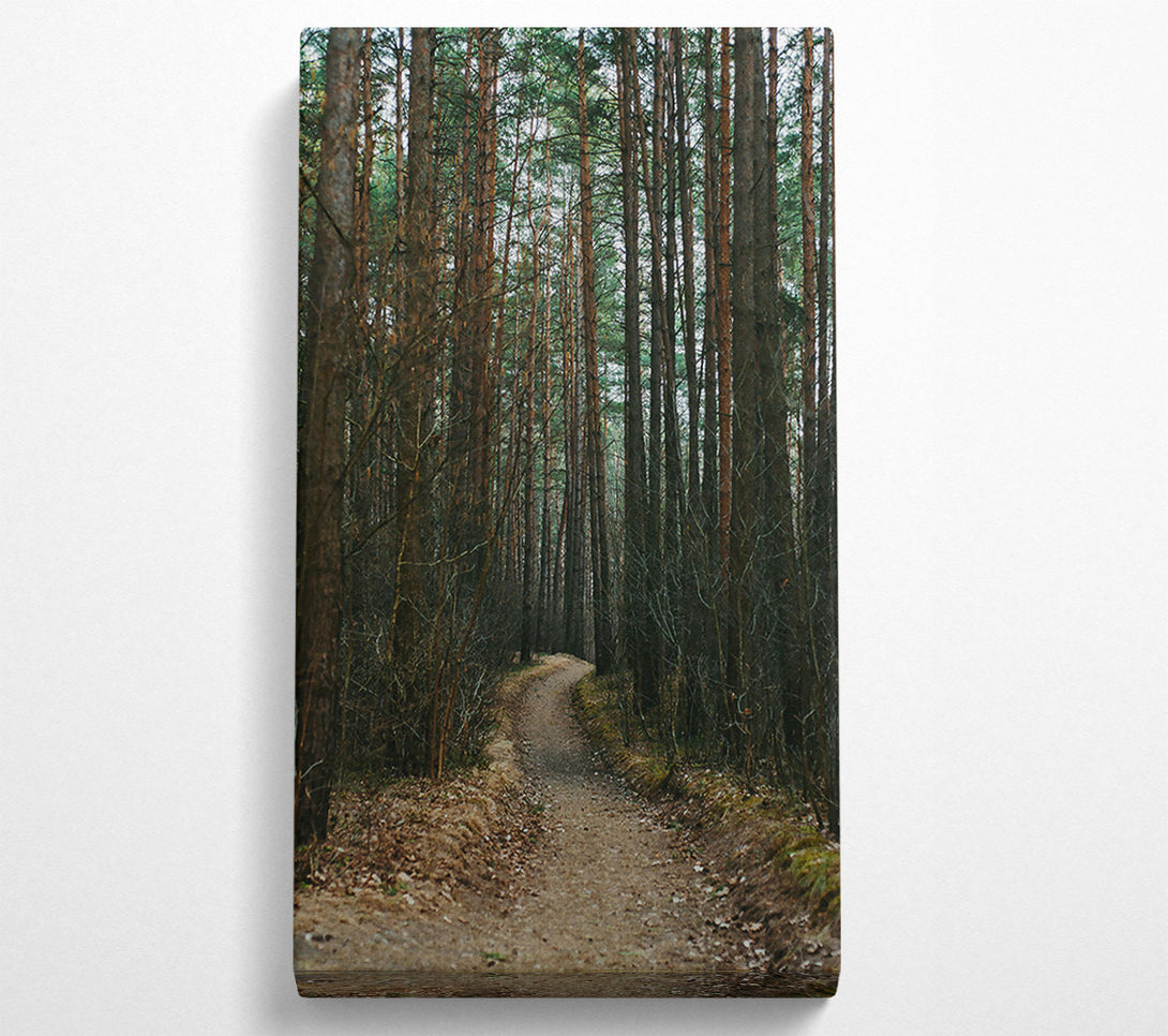  A Canvas Print of The Brown Path Through Trees Canvas Art