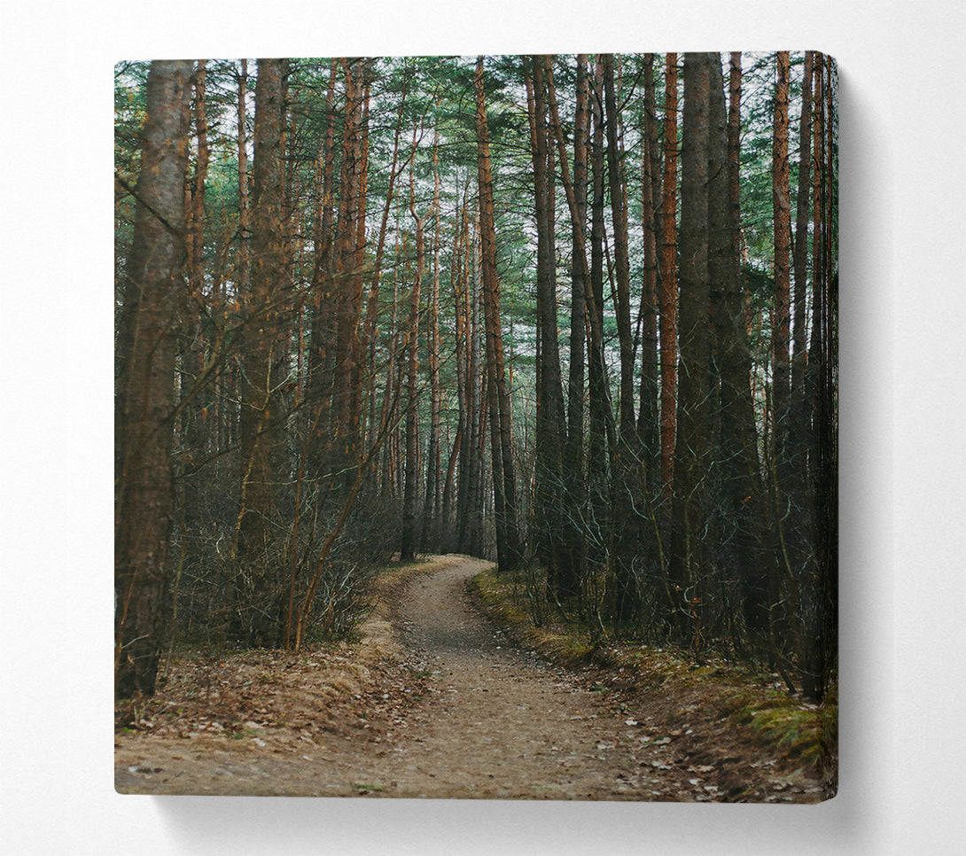  A Canvas Print of The Brown Path Through Trees Canvas Art