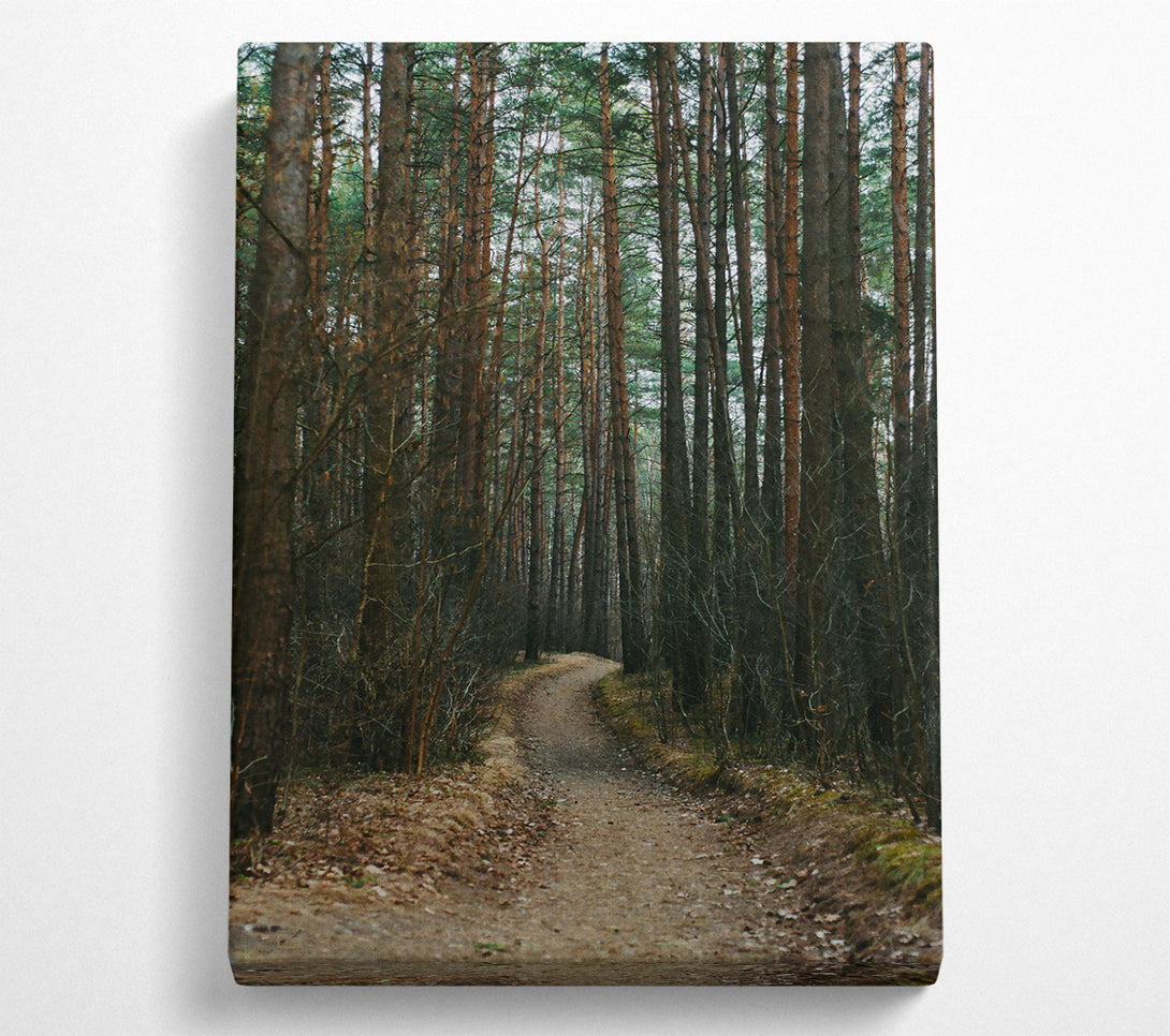  A Canvas Print of The Brown Path Through Trees Canvas Art