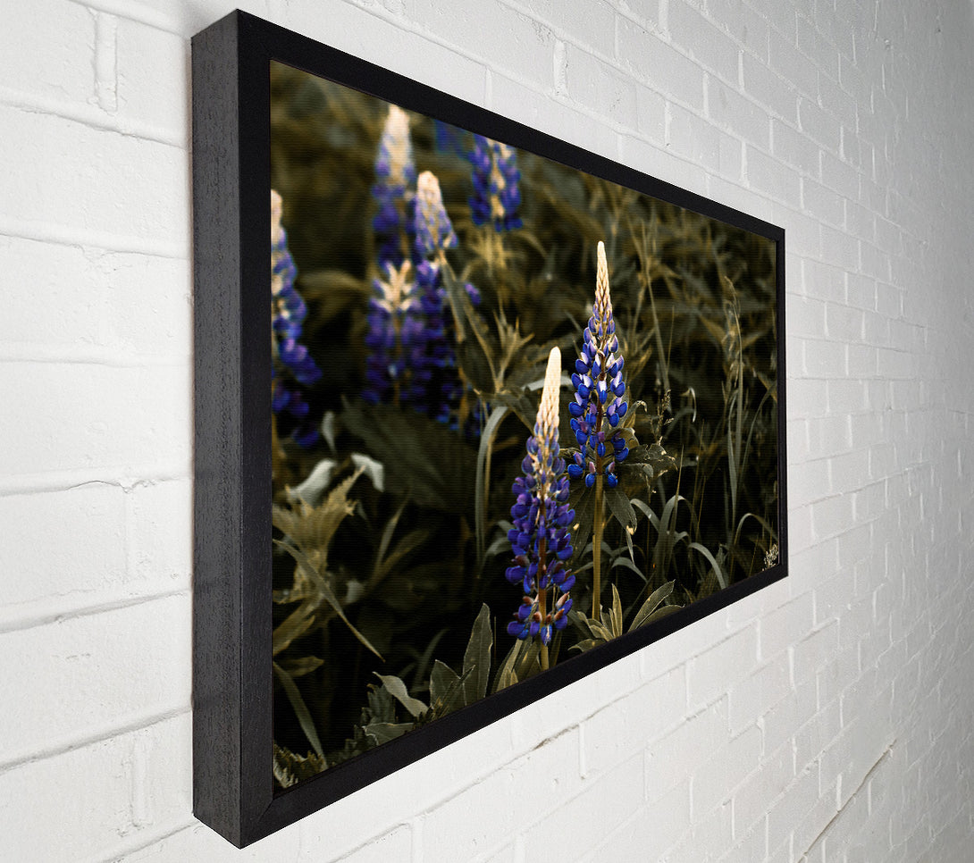  A Canvas Print of Blue Blooms In Sepia Canvas Print
