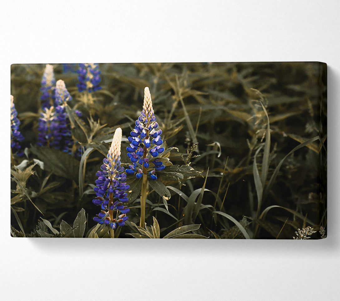  A Canvas Print of Blue Blooms In Sepia Canvas Print