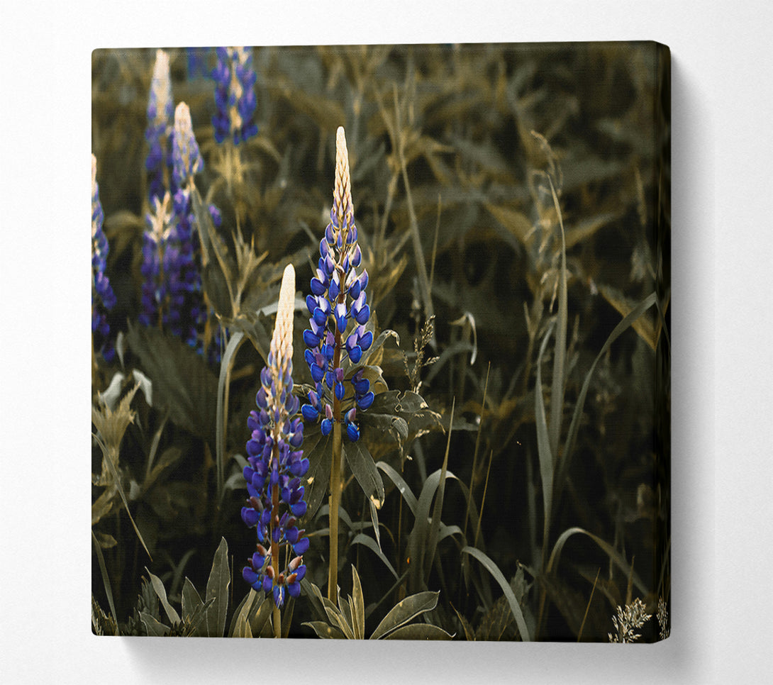  A Canvas Print of Blue Blooms In Sepia Canvas Print
