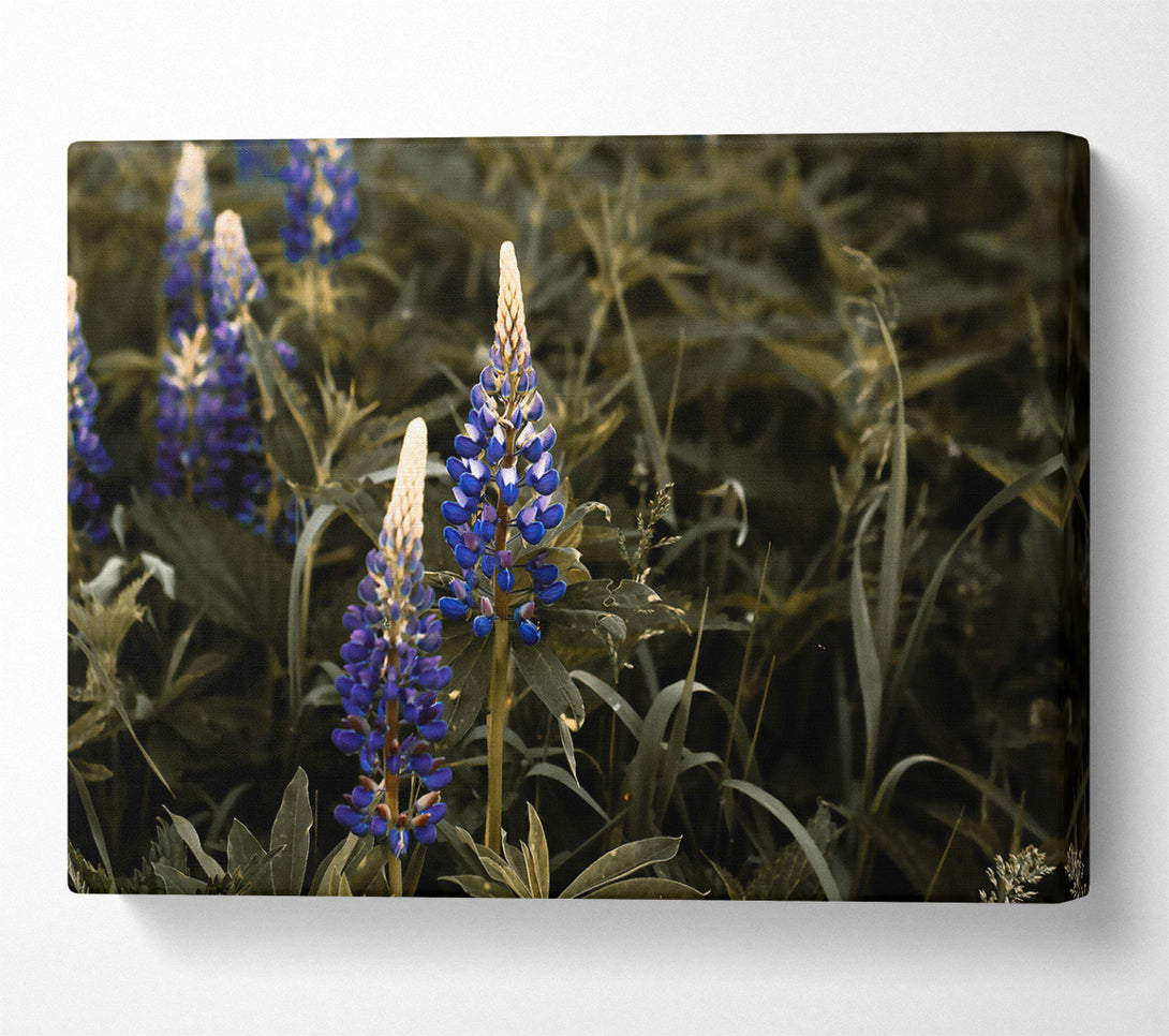 A Canvas Print of Blue Blooms In Sepia Canvas Print