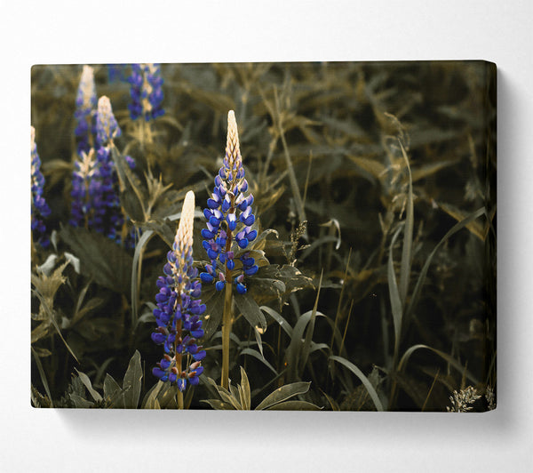  A Canvas Print of Blue Blooms In Sepia Canvas Print