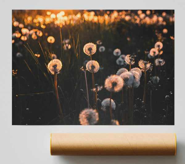 Golden Dandelion Field Giclee Print