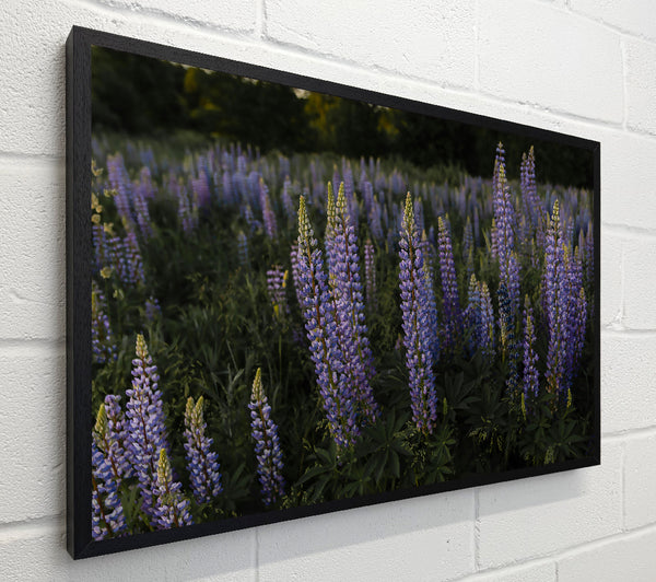 Purple Lupine Field