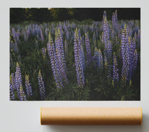 Purple Lupine Field Poster