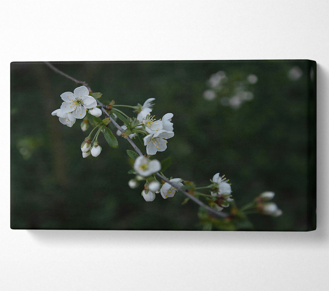  A Canvas Print of Green Blossom Whisper Canvas Art