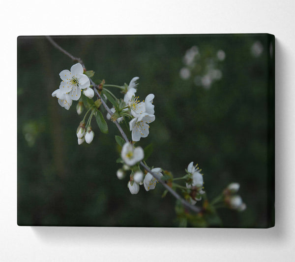  A Canvas Print of Green Blossom Whisper Canvas Art