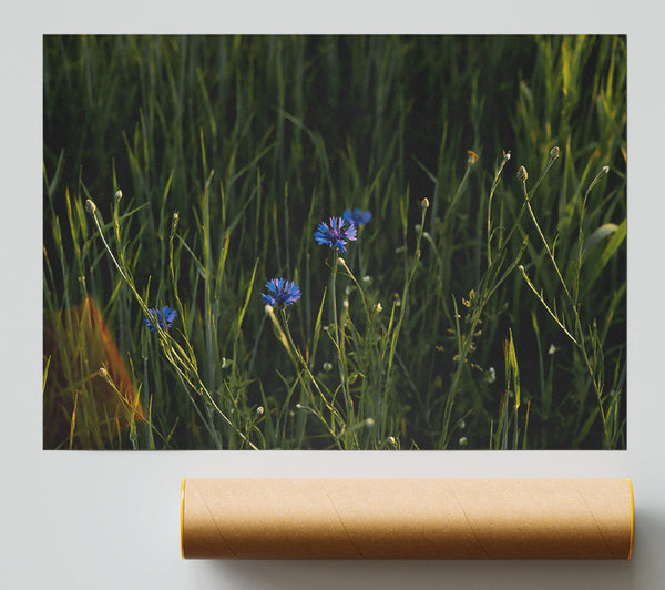 Blue Blooms In Green Fields. Poster