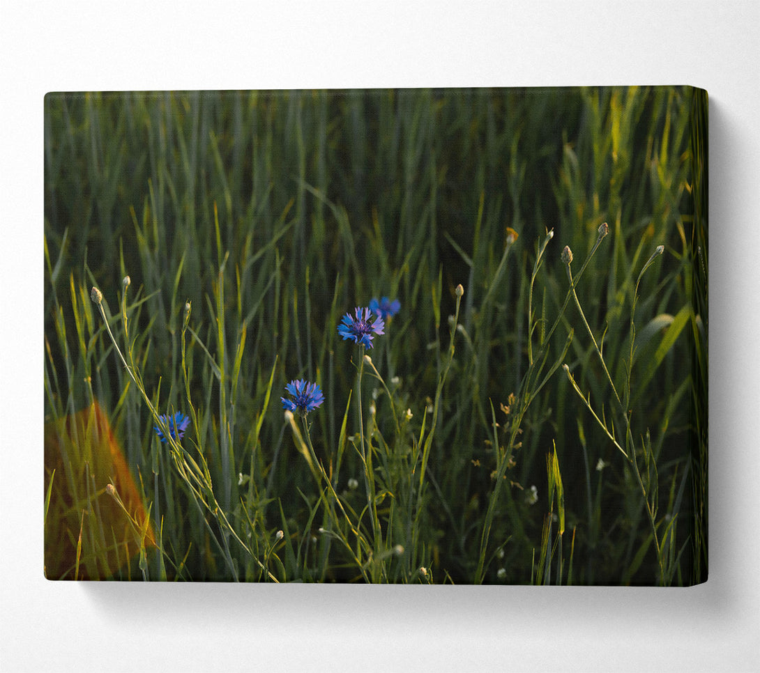 A Canvas Print of Blue Blooms In Green Fields. Canvas Art