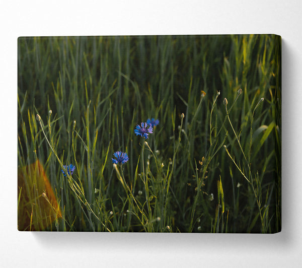  A Canvas Print of Blue Blooms In Green Fields. Canvas Art