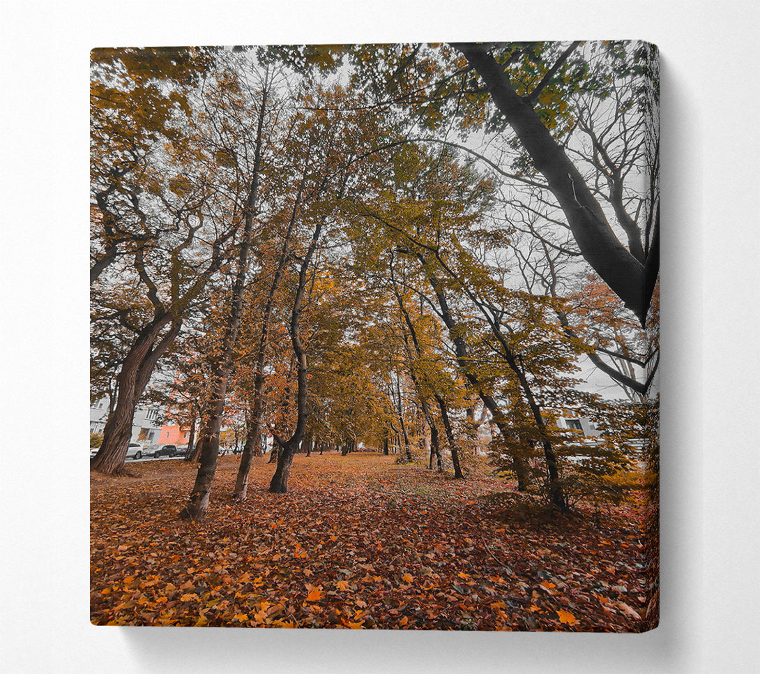  A Canvas Print of Golden Canopy Path Canvas Print