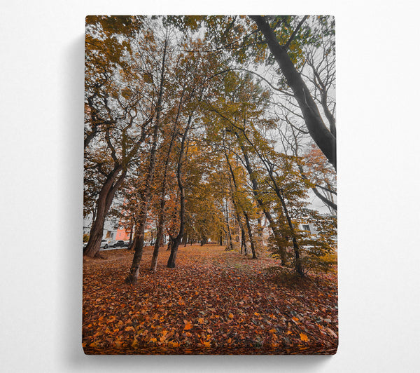  A Canvas Print of Golden Canopy Path Canvas Print