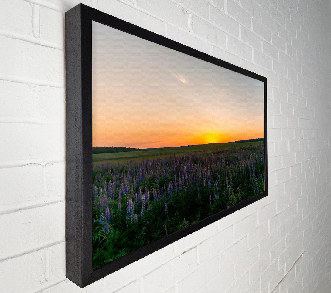  A Canvas Print of Golden Field Of Lupines Canvas Wall Art