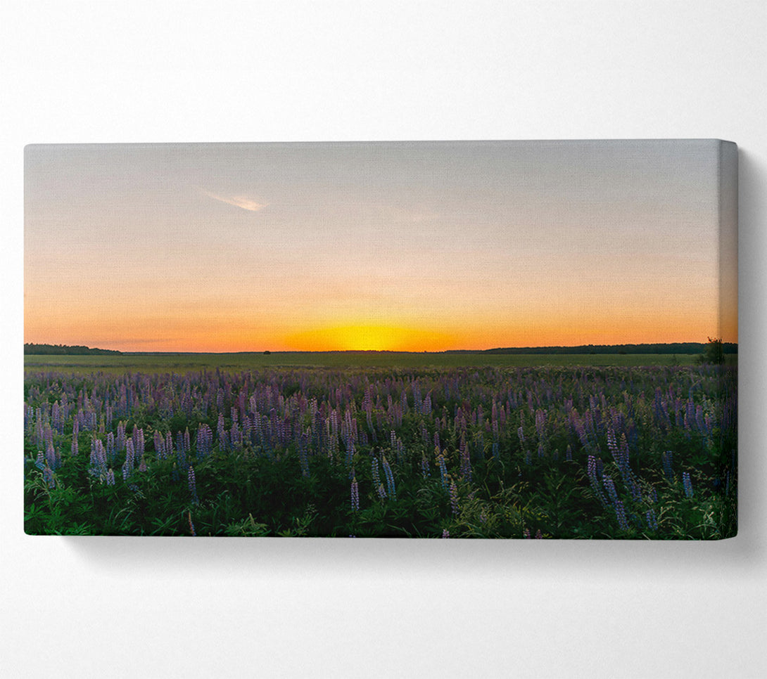  A Canvas Print of Golden Field Of Lupines Canvas Wall Art