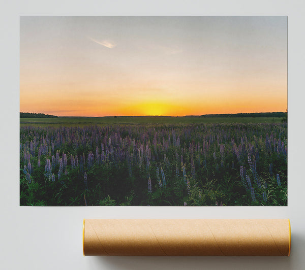 Golden Field Of Lupines Giclee Print