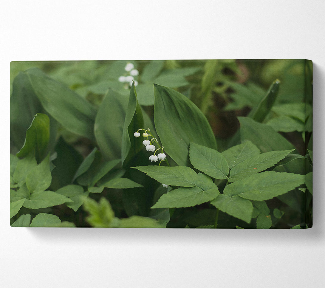 A Canvas Print of Green Lily Bloom Canvas Art