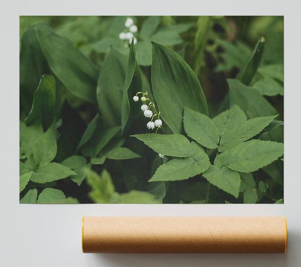 Green Lily Bloom Print