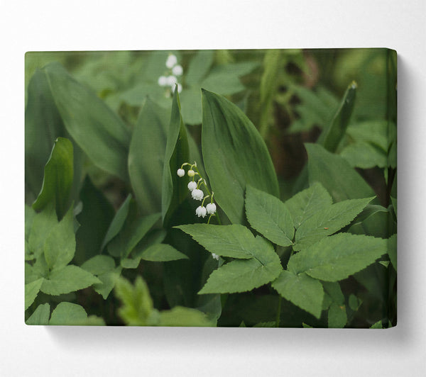  A Canvas Print of Green Lily Bloom Canvas Art