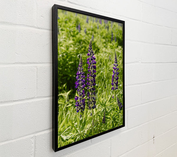 Purple Meadow Blooms