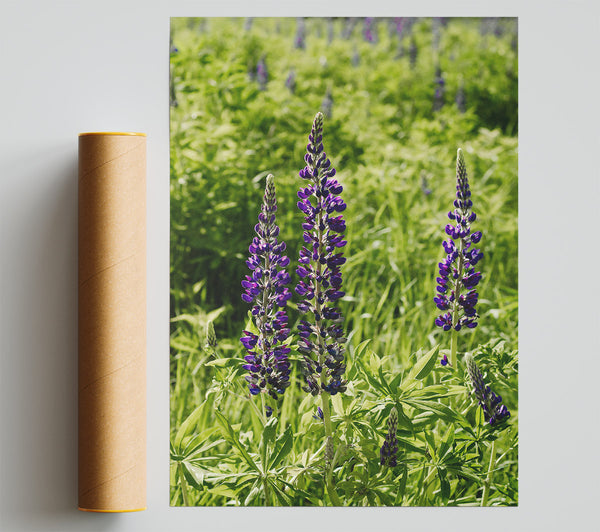 Purple Meadow Blooms Giclee Print