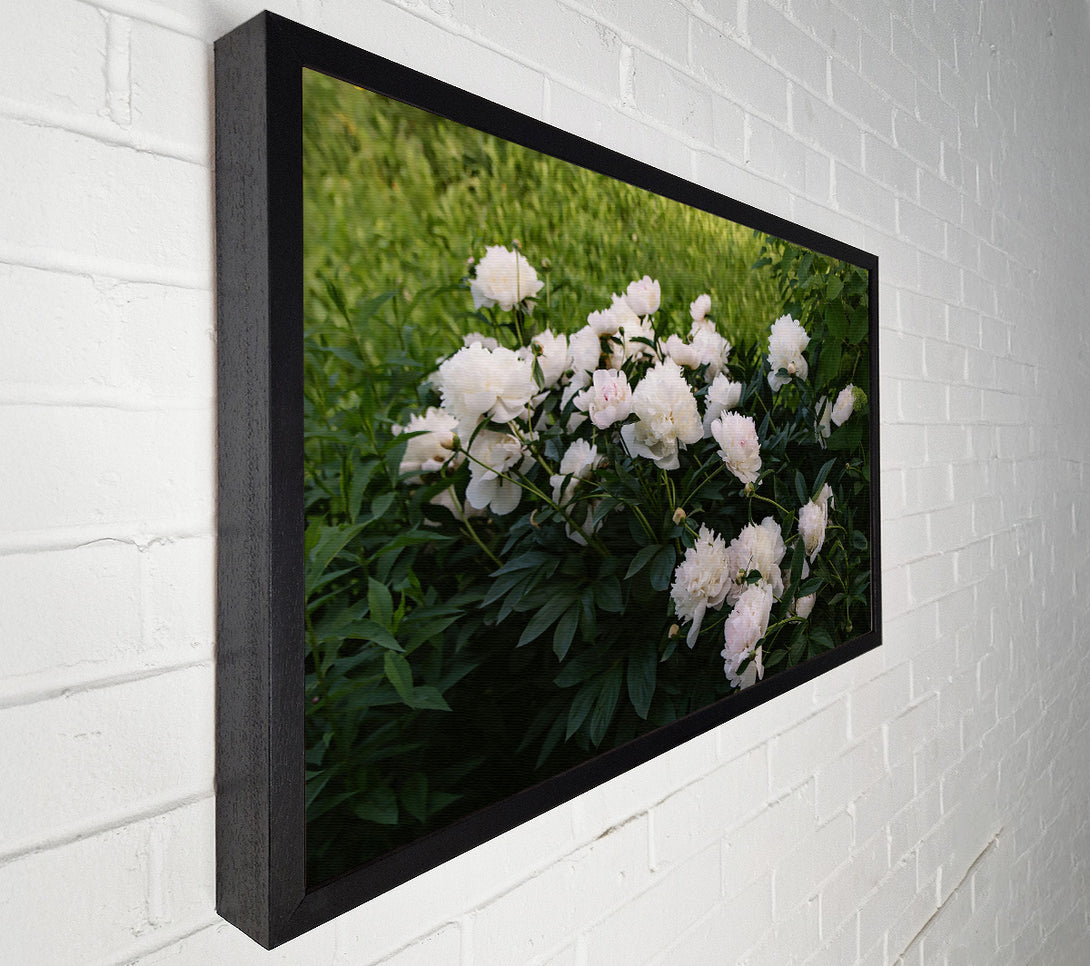  A Canvas Print of White Peony Bloom Canvas Wall Art