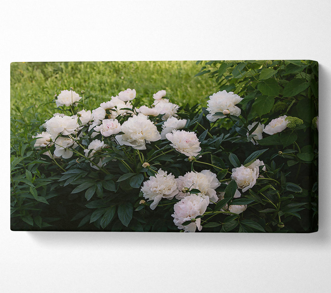  A Canvas Print of White Peony Bloom Canvas Wall Art