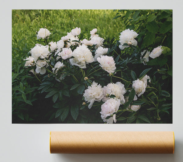 White Peony Bloom Poster