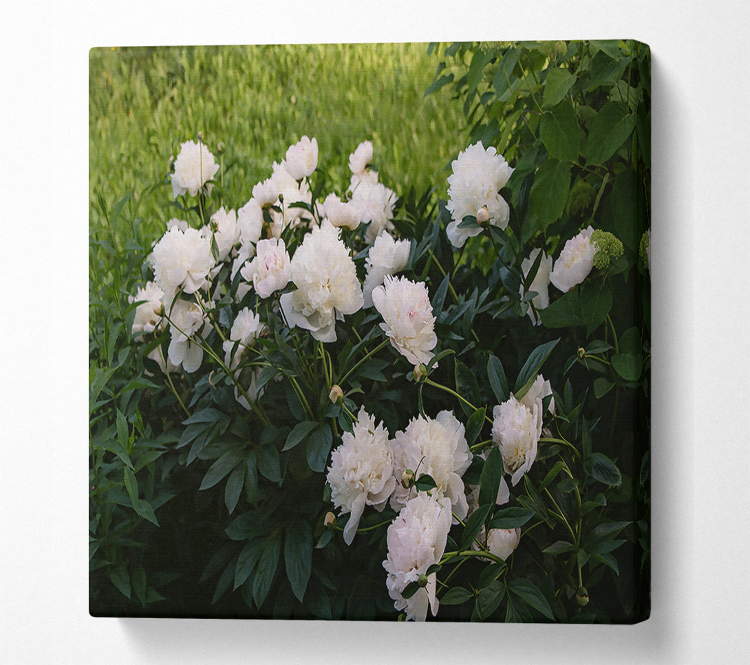  A Canvas Print of White Peony Bloom Canvas Wall Art