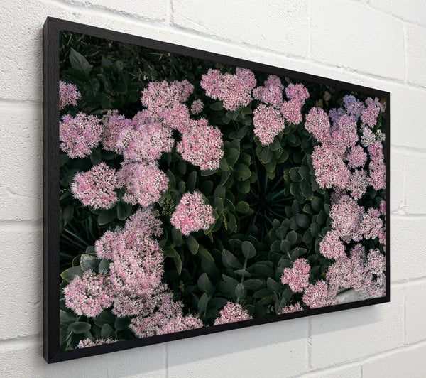 Pink Flower Circle
