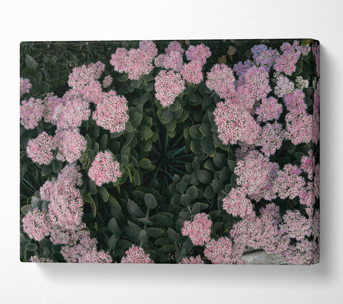  A Canvas Print of Pink Flower Circle Canvas Print
