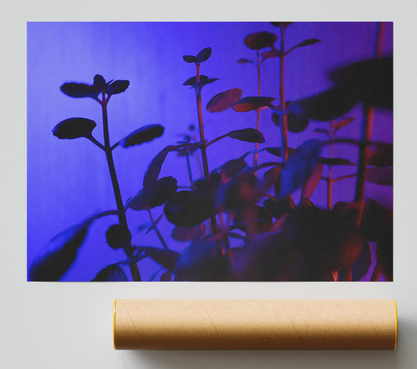 Blue Light Silhouettes Giclee Print