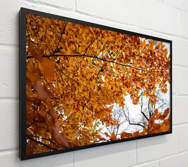Golden Canopy Of Fall
