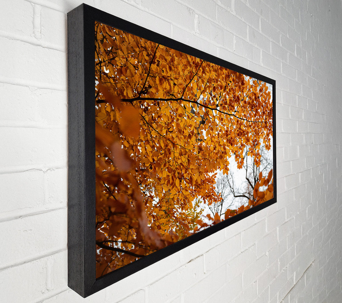  A Canvas Print of Golden Canopy Of Fall Canvas Art