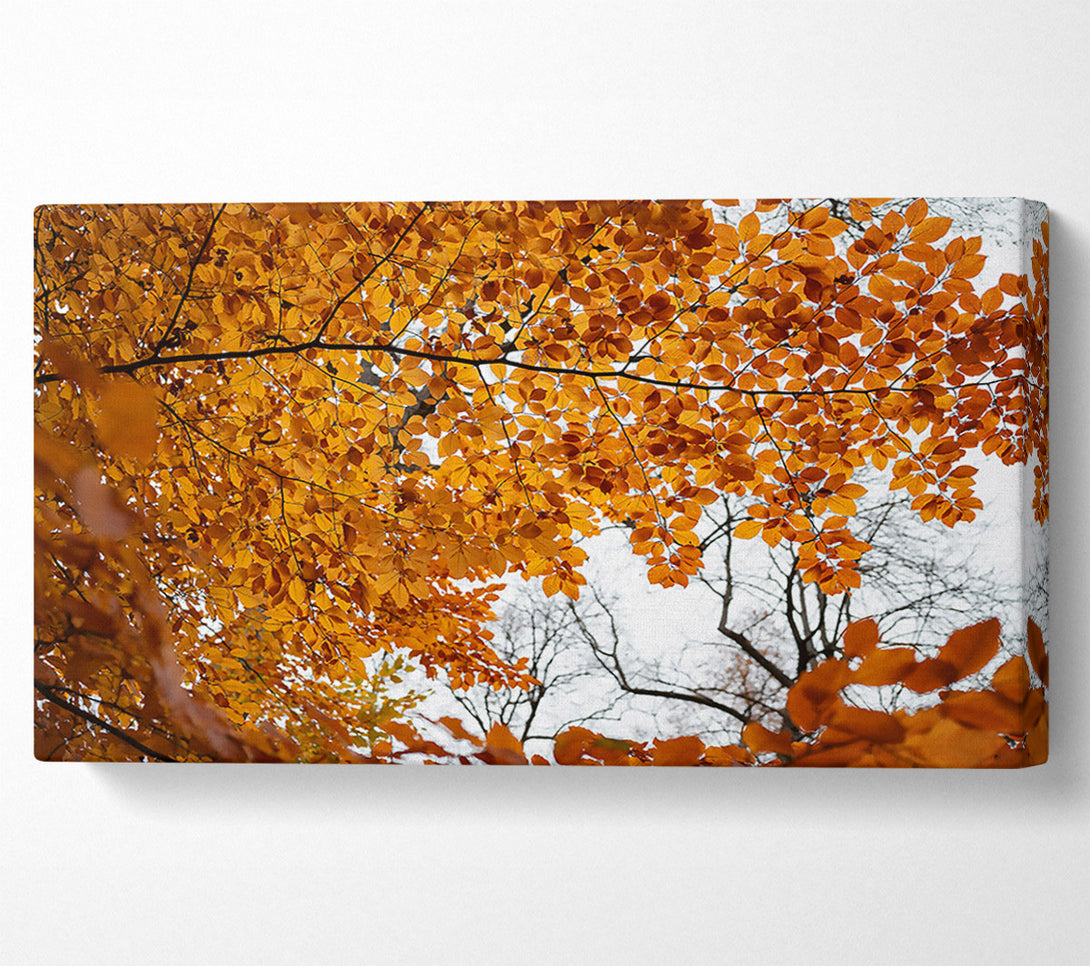  A Canvas Print of Golden Canopy Of Fall Canvas Art