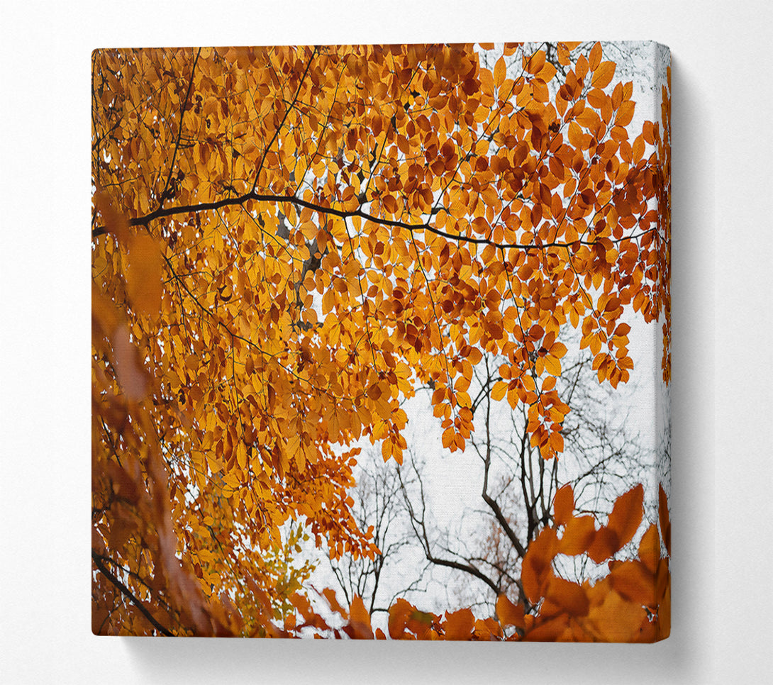  A Canvas Print of Golden Canopy Of Fall Canvas Art
