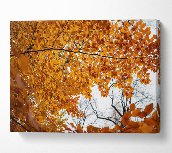  A Canvas Print of Golden Canopy Of Fall Canvas Art