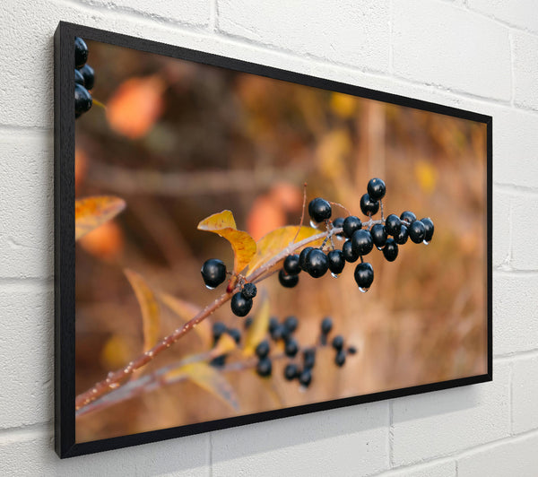Black Berries And Gold