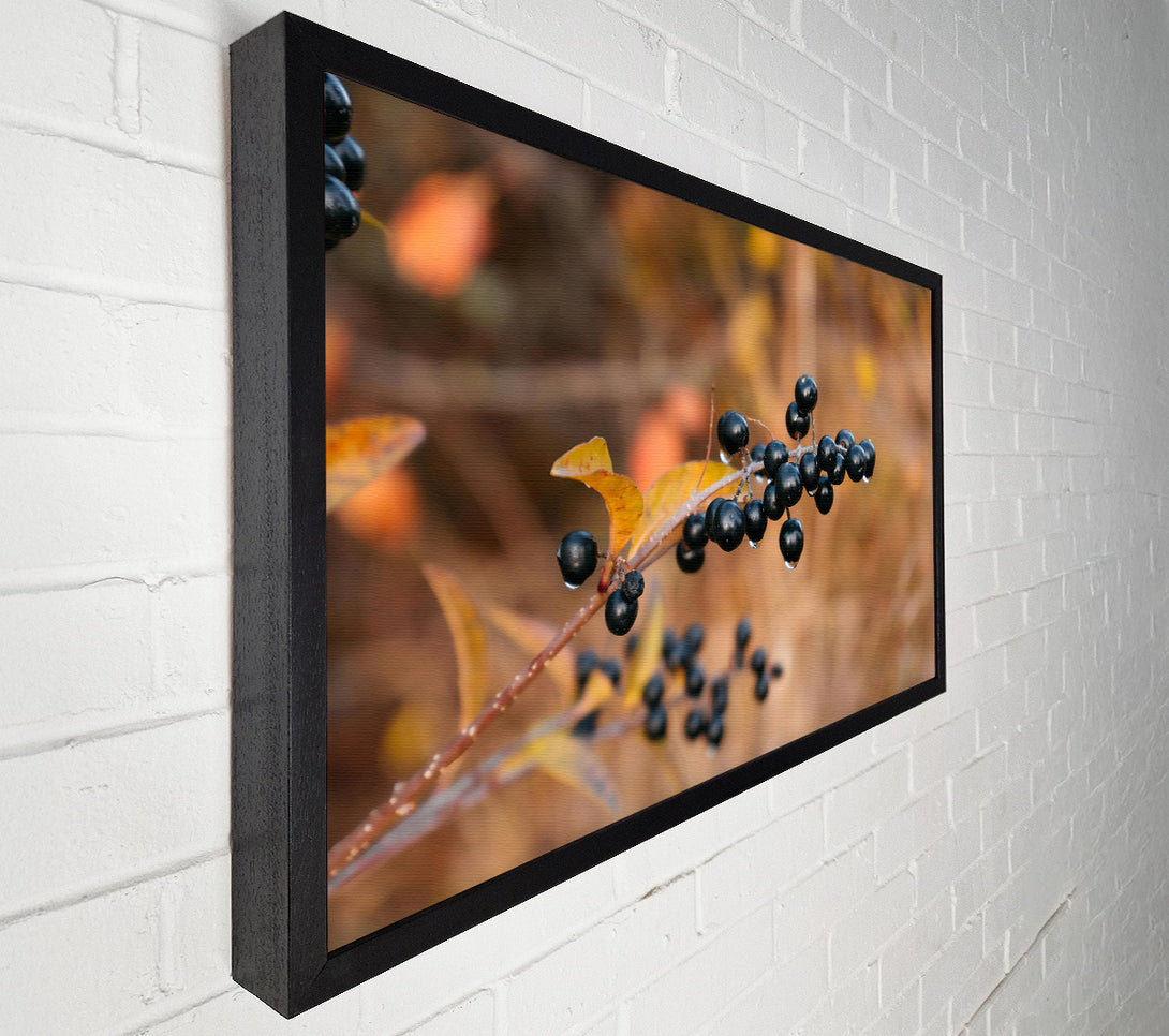  A Canvas Print of Black Berries And Gold Canvas Print