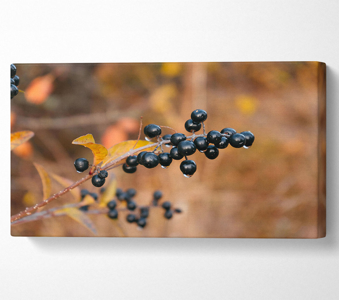  A Canvas Print of Black Berries And Gold Canvas Print