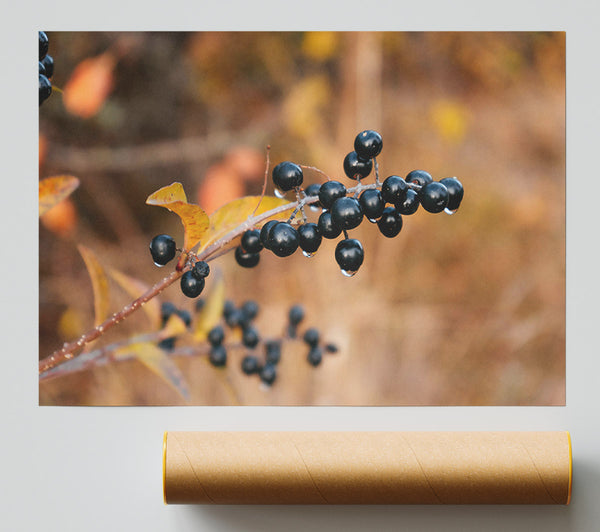 Black Berries And Gold Print