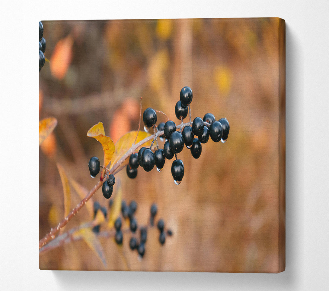  A Canvas Print of Black Berries And Gold Canvas Print