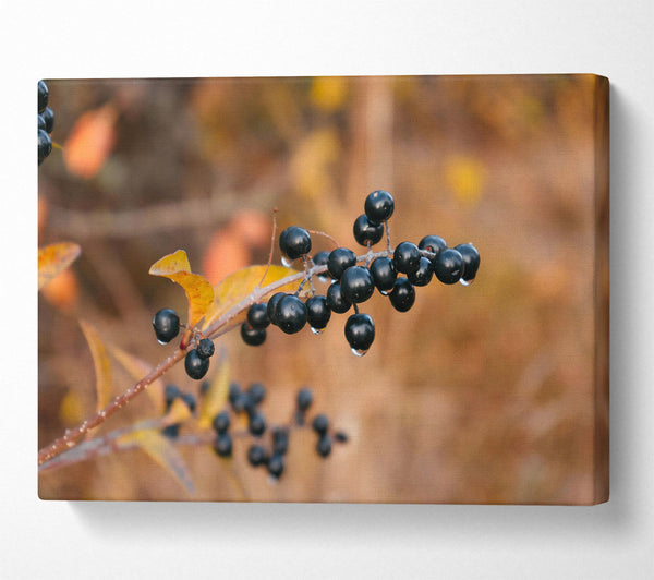  A Canvas Print of Black Berries And Gold Canvas Print