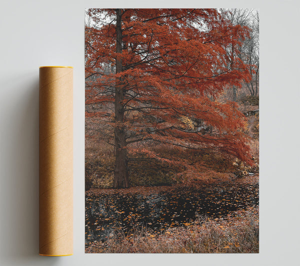 Autumn'S Orange Reflection Poster