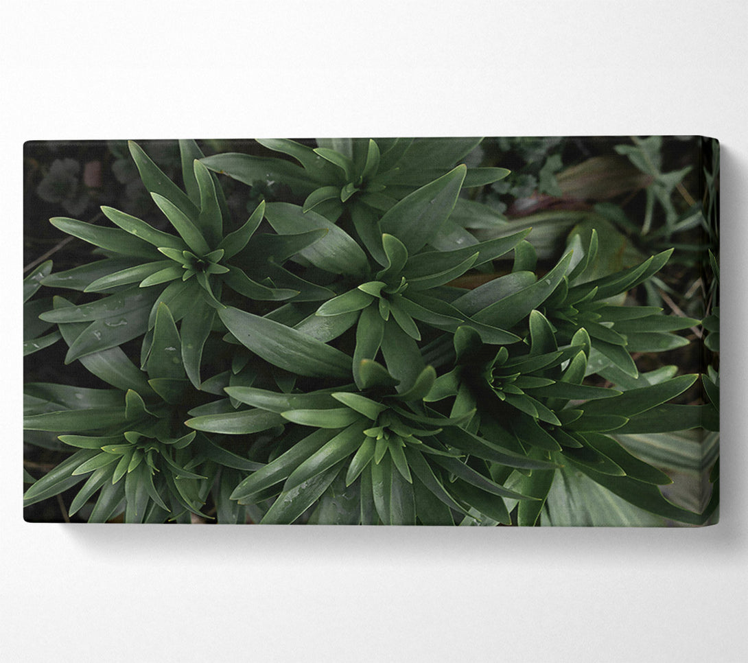  A Canvas Print of Emerald Green Sprouts Canvas Print