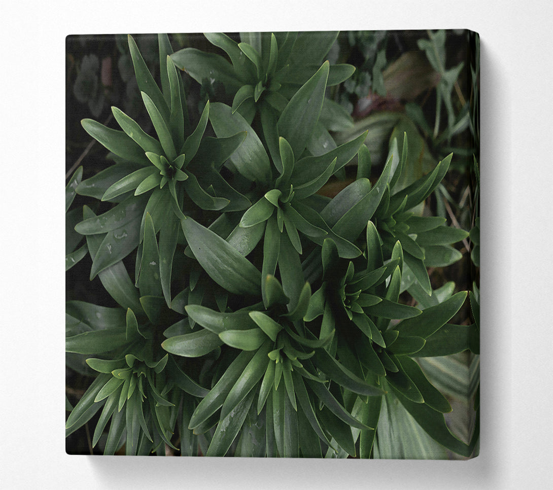 A Canvas Print of Emerald Green Sprouts Canvas Print